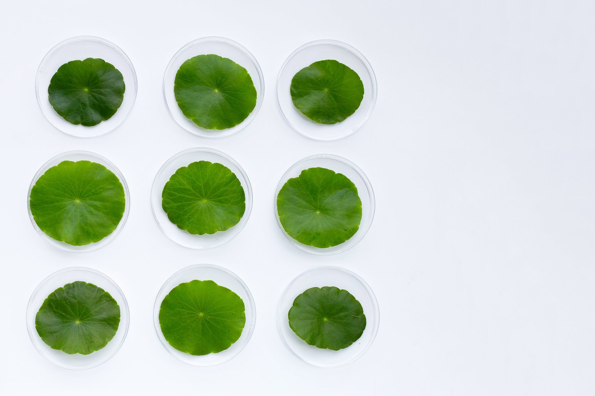 Centella asiatica (CICA): da li zaista djeluje?