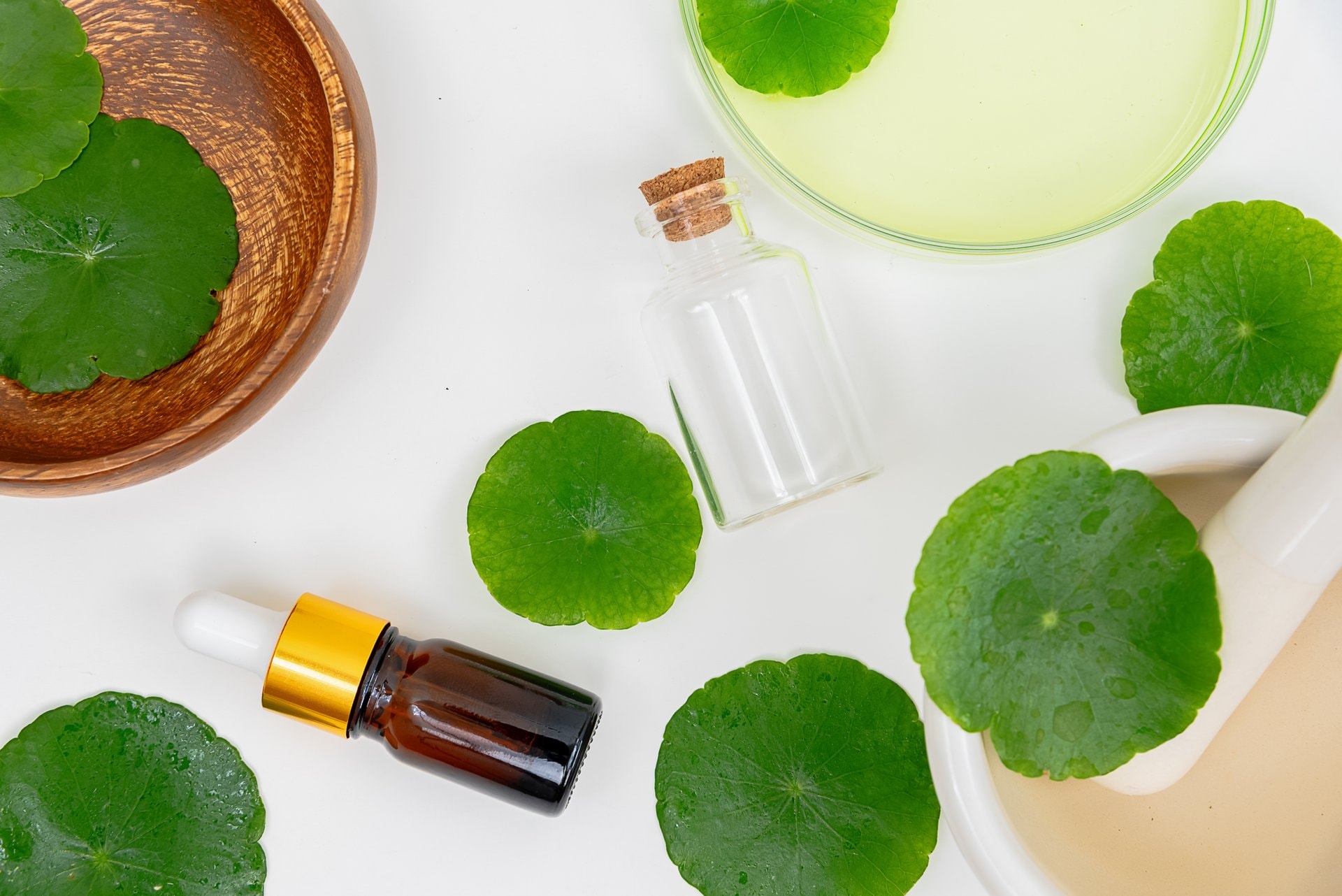 Centella asiatica (CICA): da li zaista djeluje?