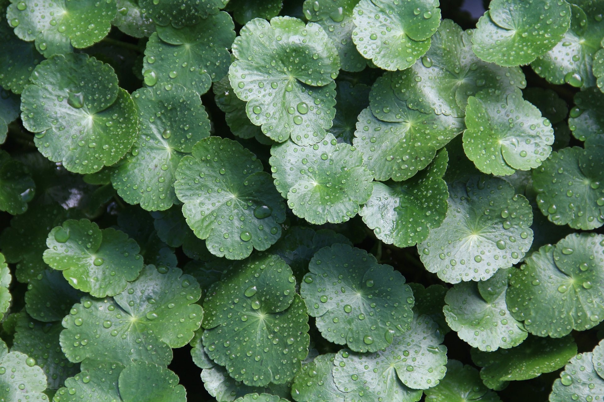 Centella asiatica (CICA): zašto je baš svuda?